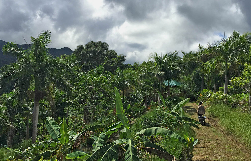 "Organic farm with El Yunque Lodging"