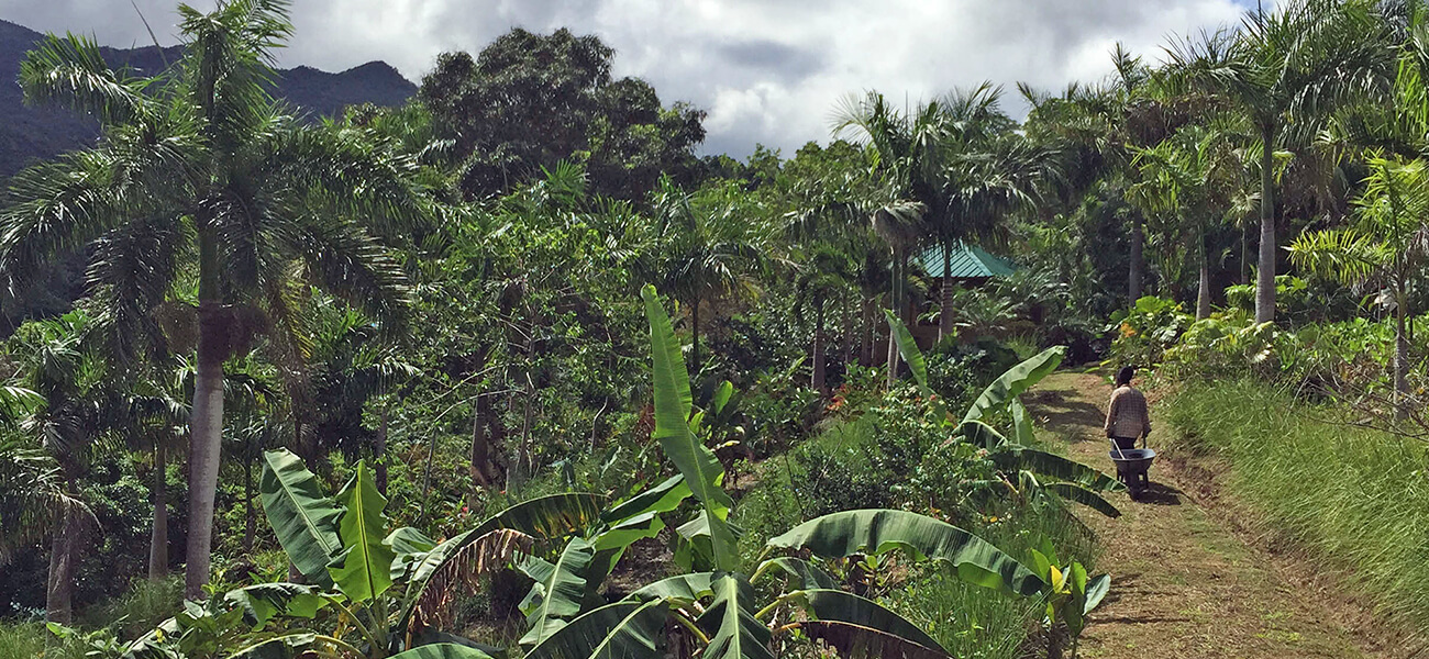 "Organic farm with El Yunque Lodging"