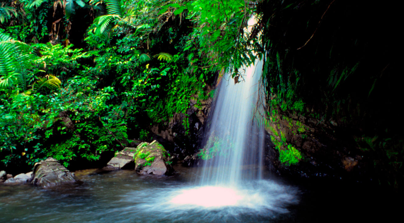 Yunque     Treehouse  Yunque Rainforest Hotel  Ecolodge  Eco Resort